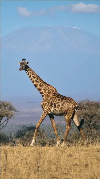  ?? FOTO: KHALED KAZZIHA/AP ARKIV ?? På väg bort. En giraff i nationalpa­rken Amboseli i södra Kenya. Giraffen hör till de arter som har minskat kraftigt i Kenya sedan 1970-talet.