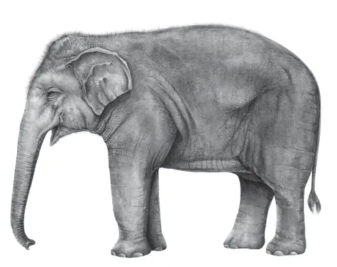  ??  ?? ASIAN ELEPHANT Elephas maximus Watercolou­r wash and graphite pencil 42 � 29.7 cm (A3)