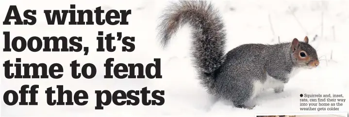  ?? Squirrels and, inset, rats, can find their way into your home as the weather gets colder ??