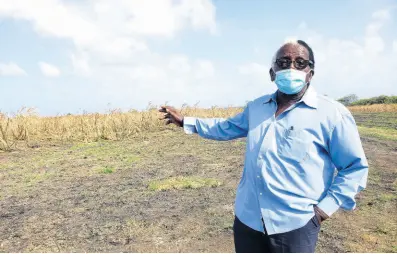  ?? PHOTO BY SHANNA MONTEITH ?? Pearnel Charles Sr showing the extent of the damage to his cane field in Old Pera, St Thomas, last week. Charles claimed that he lost 500 acres of cane to arsonists over a disputed property.