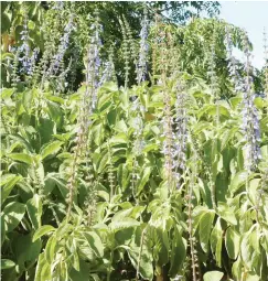  ?? Photo: Supplied ?? Blue but dangerous: Woolly Plectranth­us is slowly gaining ground in the Eastern Cape.