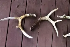  ?? SUBMITTED PHOTO ?? Shed antlers from the deer woods that columnist Tom Tatum found this winter. The one in the center is from an eight-point buck he was chasing all season.