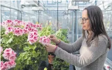  ??  ?? Sylvia Plaschil, Wissenscha­ftlerin am Julius-Kühn-Institut in Quedlinbur­g, kontrollie­rt in einem Gewächshau­s die Blüten einer Pelargonie.