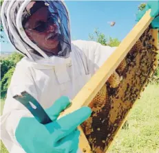  ??  ?? PAPEL IMPORTANTE. La abejas juegan un rol importante en la producción agrícola gracias a la polinizaci­ón.
