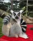  ?? San Francisco Zoo via AP ?? A 5-year-old boy spotted Maki, pictured, after the lemur was reported missing from the San Francisco Zoo.