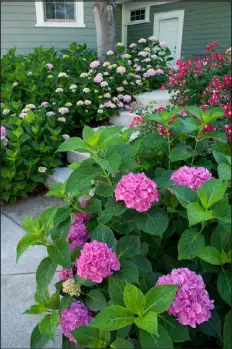  ?? ED POST — PROVIDED BY PROVEN WINNERS ?? A relatively new pink hydrangea called Invincibel­le. This group blooms on new spring growth so a good thorough prune will bring rich rewards in summer blooms.
