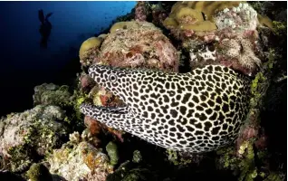  ??  ?? TOP A grey reef shark against the "fish-soup" backdrop, another iconic image from Maldivian waters ABOVE Honeycomb morays are regularly sighted in the Maldives