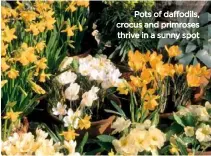  ??  ?? Pots of daffodils, crocus and primroses thrive in a sunny spot