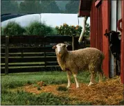  ?? PHOTO COURTESY OF CHESTER COUNTY ?? The Sheep at Springton Manor Farm in Glenmoore look forward to meeting visitors at this year’s Sheep & Wool Day on Saturday, April 27.