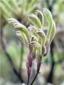  ?? PHOTO: PETER MCINTOSH ?? Kangaroo paw (Anigozanth­os flavidus).