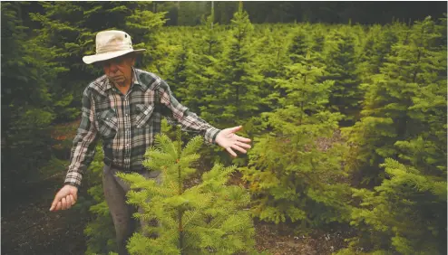  ?? PHOTOS: CHAD HIPOLITO / THE CANADIAN PRESS ?? Sahtlam Tree Farm owner Robert Russell says the heat dome and drought in British Columbia have
taken a toll on his business of growing trees for the busy Christmas season.