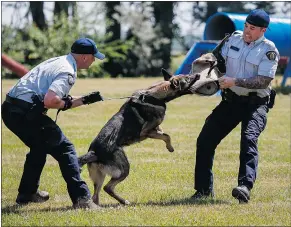  ??  ?? Const. Curtis Quanstrom, left, and his dog Falcon, train for ‘criminal apprehensi­on’ with Const. Brandon Hrdlicka, at the RCMP Police Dog Service Training Centre in Innisfail, Alta.