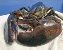  ?? PHOTO COURTESY RIPLEY’S AQUARIUM OF CANADA ?? Gerald, a massive lobster, was rescued from a Fortinos in Waterdown.