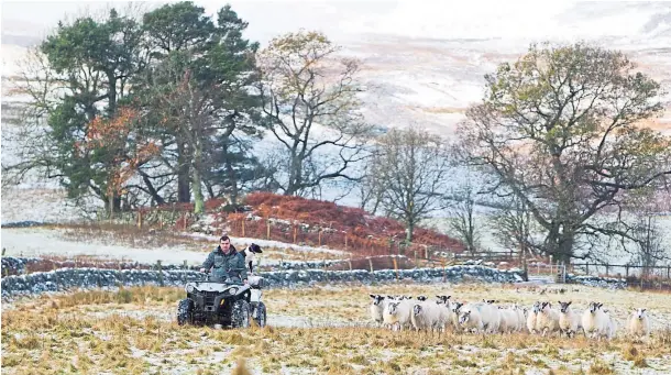  ?? ?? ROUND-UP: Kevin Cuthbertso­n and his dog Linn with some of the sheep on his farm in Glen Isla, which he secured from Scottish Water.