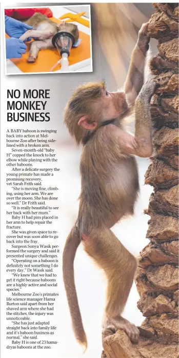  ?? Pictures: SUPPLIED ?? SWIFT RECOVERY: Seven-month-old hamadryas baboon Baby H is happily back playing at Melbourne Zoo after undergoing surgery for a broken arm (inset).