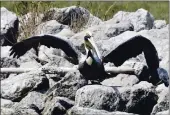  ?? CASEY WRIGHT — LDWF VIA AP ?? A brown pelican with a red band marked “33Z” is seen on Louisiana’s Queen Bess Island. The pelican was rescued from the 2010 BP oil spill off the Louisiana coast and released 700 miles away in Georgia in July 2010.