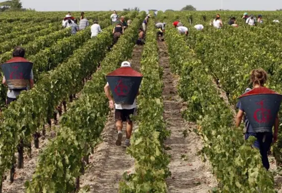  ??  ?? British farmers reliant on EU workers have seen their workforce drop by 60 per cent (AP)