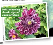  ?? s he ug H el ig N ?? Dahlia showing classic signs of virus infection