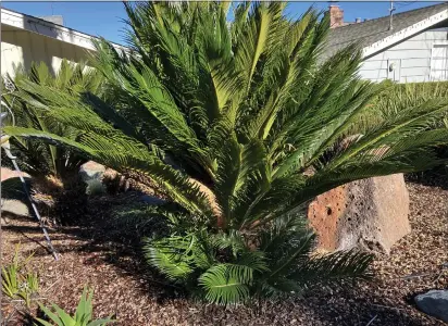  ?? SARA O'KEEFE — MARIN MASTER GARDENERS ?? Sago palm is toxic to both humans and pets.