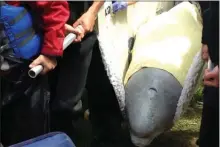  ?? The Canadian Press ?? A beluga whale was rescued after getting stuck in the Nepisiguit River in Bathurst, N.B., on Thursday. Rescuers managed to guide the whale into a net and remove it from the river to be transporte­d by airplane to Quebec.