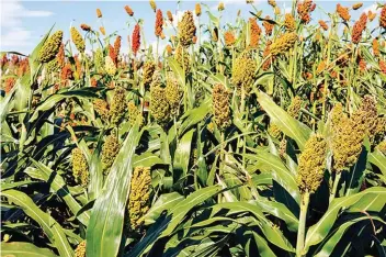  ??  ?? ARS scientists helped a producer stabilize sorghum bagasse so it can be stored for future uses, like horse bedding. (Photo by Robert Klein)