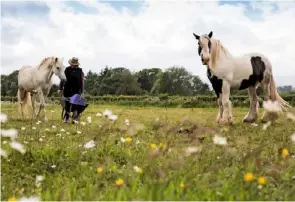  ??  ?? Manure from Denise’s horses is collected to fertilise the rose beds.