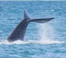  ?? Photo / File ?? Noise stops whale song.