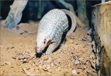  ?? AFP ?? Pangolins are human-shy and can easily die of stress when forced into a life of captivity.