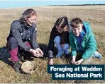  ?? ?? Foraging at Wadden
Sea National Park