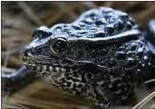  ?? GERALD HERBERT — THE ASSOCIATED PRESS ?? A lawsuit about land where the dusky gopher frog led to the Trump administra­tion's definition of habitat.