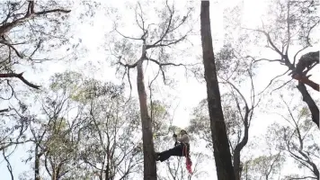  ?? CHRISTINA ?? WILDFIRES that recently spread across Australia have spurred researcher­s to go into the Blue Mountains to look for koalas. SIMMONS