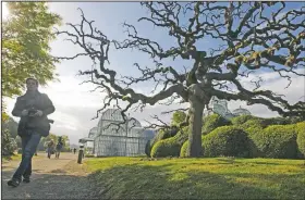  ?? (File Photo/AP/Yves Logghe) ?? A photograph­er walks next to a Japanese Pagoda tree in April 2014 next to the Royal greenhouse­s on the grounds of the Royal Palace in Laeken.