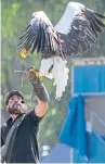  ??  ?? Top: Angus Watt, 7, from Auchterard­er helps herd ducks into a pen. Above: An impressive display by a sea eagle. Pictures: Steven Brown.