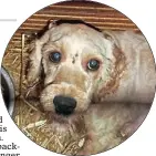  ??  ?? HORRIfIc: The dogs were kept in appalling conditions