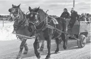  ?? DAVE STEWART/THE GUARDIAN ?? It was brisk day outside on Wednesday but the sun was out, ideal conditions for a winter horse and sleigh ride through the town of Souris. Queen, left, a 23-year-old Belgian mare, and Kelly, a 12-year-old percheron mare, are seen here pulling a wagon full of residents and staff from Colville Manor through the streets next to the Agrawest potato plant.