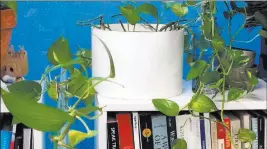 ?? The Washington Post ?? With its forgiving nature, the pothos vine is among a handful of ironclad houseplant­s that put up with the abuse of the dry and gloomy environmen­t of the office cubicle.
