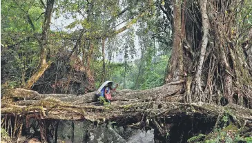  ?? REUTERS ?? A porter carries election material as he crosses a root bridge to reach a remote polling station, ahead of the first phase of Lok Sabha election, in Shillong on Wednesday.