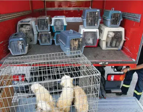  ?? Foto: Berufsfeue­rwehr ?? Ein spektakulä­rer Fall: Die Stadt erstattete Anzeige, nachdem in einem Auto bei Hitze 20 Hunde gefunden wurden. Sie wurden von der Berufsfeue­rwehr ins Tierheim gebracht.