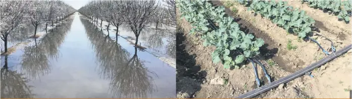  ?? ?? Même en Californie, la ressource eau n’est pas rare partout. On irrigue par inondation ou au goutte à goutte selon le coût de l’eau.