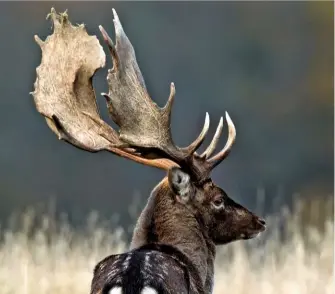  ??  ?? In Britain, the fallow deer, Dama dama, is distinguis­hed by its palmate antlers. It is most commonly seen in England and Wales.