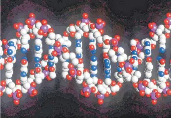  ?? FOTO: DPA ?? Ein Modell des menschlich­en DNA- Stranges mit seiner doppelten Helix- Struktur. Hier setzt Crispr/ Cas an.