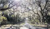  ?? PATRICK CONNOLLY/ORLANDO SENTINEL ?? Live oaks and Spanish moss stretch over the driveway entering Gemini Springs Park in DeBary on Nov. 30.