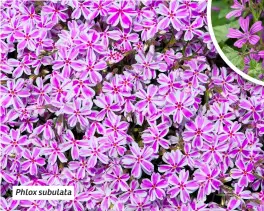  ?? ?? Phlox subulata