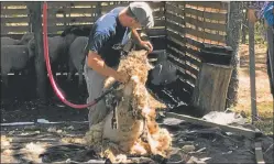  ??  ?? PLATO VACÍO. Sólo 1,5 kg/hab/año se consume de carne ovina.