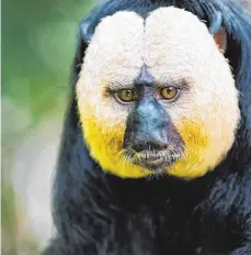  ?? FOTO: R. HILGARTNER ?? 18 verschiede­ne Affenarten, darunter die scheuen Weißkopfsa­ki, leben im Regenwald entlang des Rio Tapiche in Peru. Die außergewöh­nliche Artenvielf­alt dieser Region soll durch die offizielle Ausweisung als Schutzgebi­et erhalten bleiben.