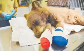  ??  ?? Firefighte­rs found the injured female bear cub wandering alone.