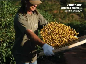  ??  ?? VARIEDADE Bourbon amarelo ganha espaço