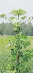  ?? KEN TOWIE ?? Towering giant hogweed has deeply serrated leaves and the stem is green with purple blotches.