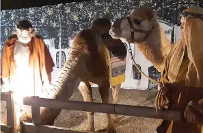  ?? Staff photo by Junius Stone ?? ■ A dozen live animals are part of the presentati­on at First Assembly of God's drivethrou­gh nativity. This year's display includes the wise men with two live camels.