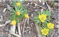  ?? JAN RIGGENBACH ?? The early buttercup-yellow blossoms of winter aconite lift the spirits of winter-weary gardeners.